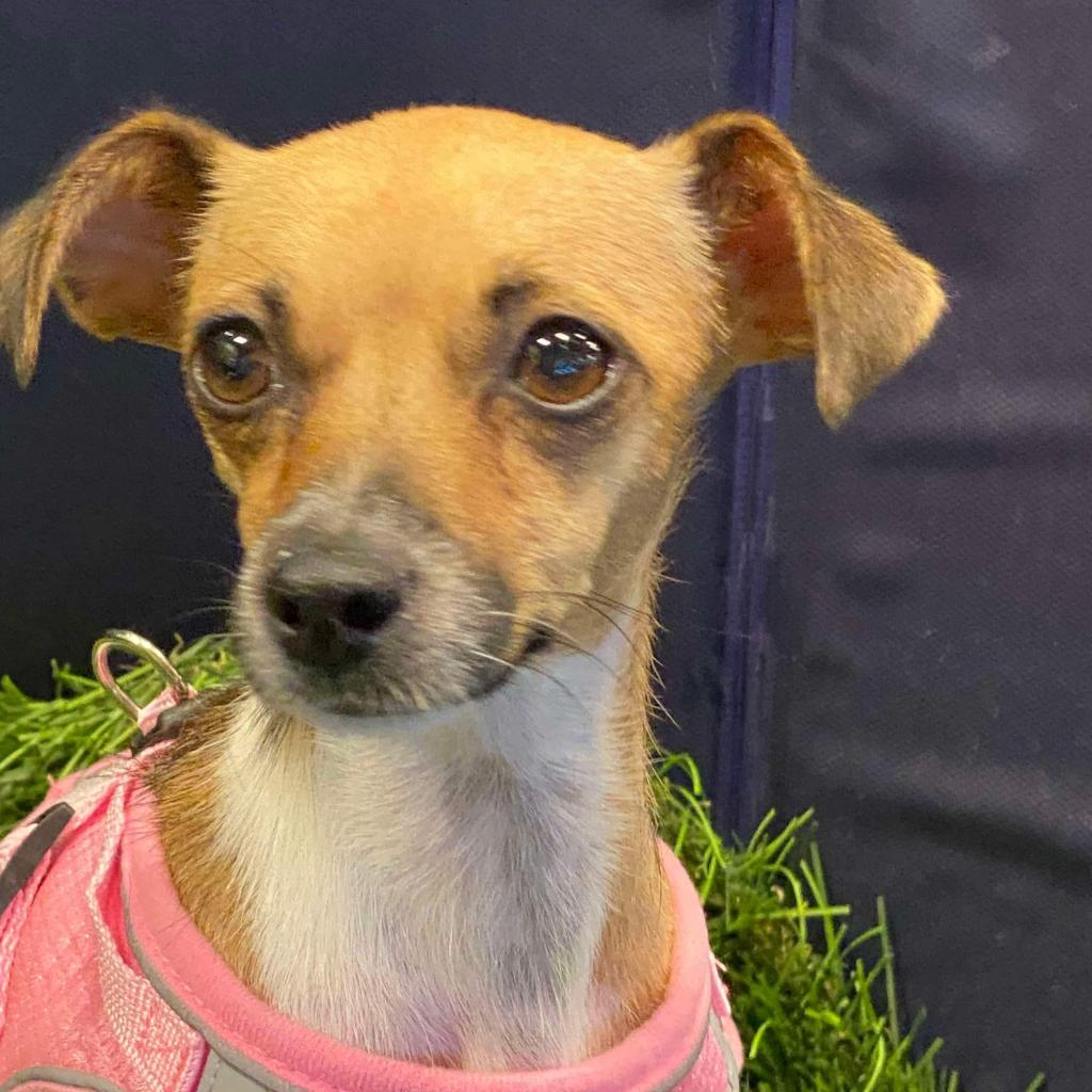 Ashley, Adoptable, Adult Female Chihuahua & Jack Russell Terrier.