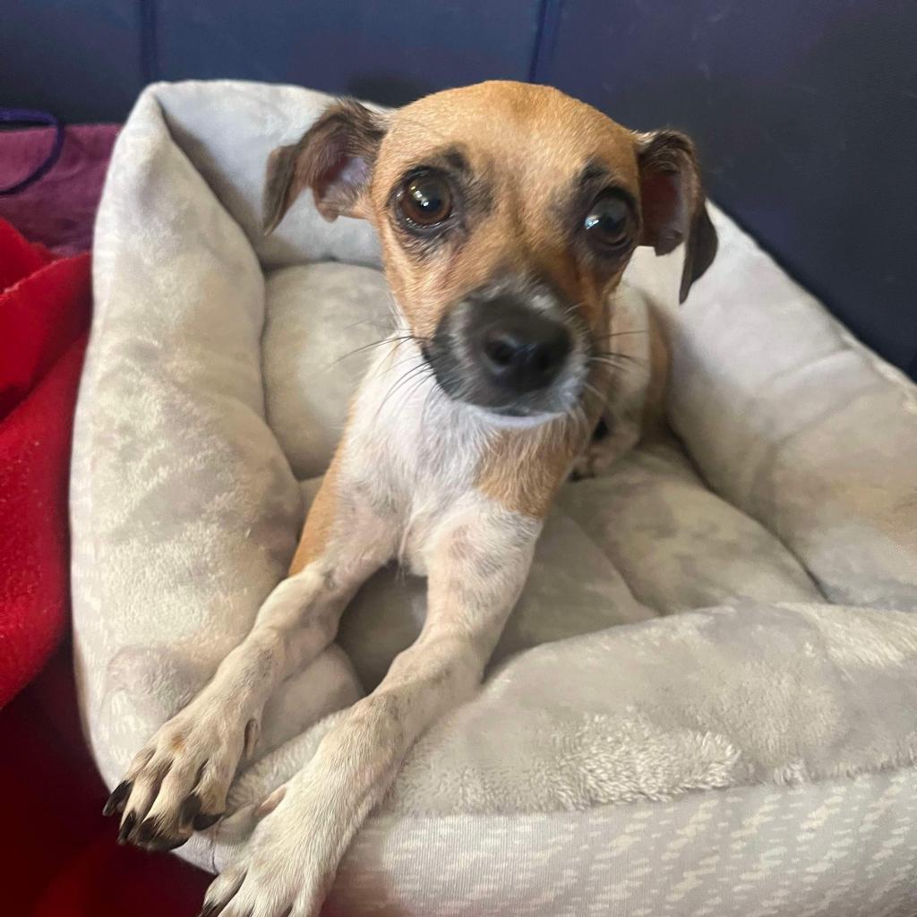 Enlarge Ashley, a Adoptable mixed breed in Las Vegas, NV image 2/2