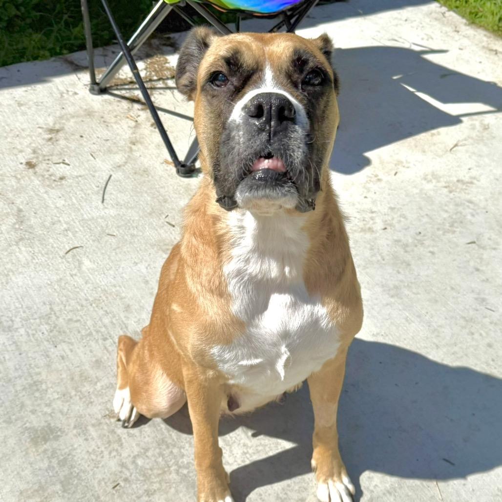 June, Adoptable, Adult Female Boxer.