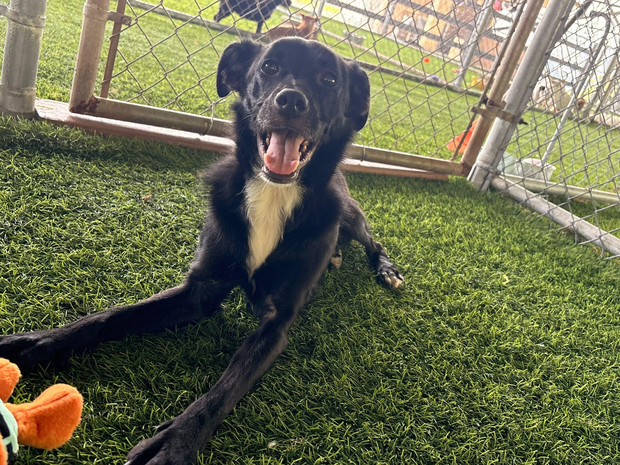 Manuelito, a ADOPTABLE Mixed Breed in Morristown, NJ image 3/4