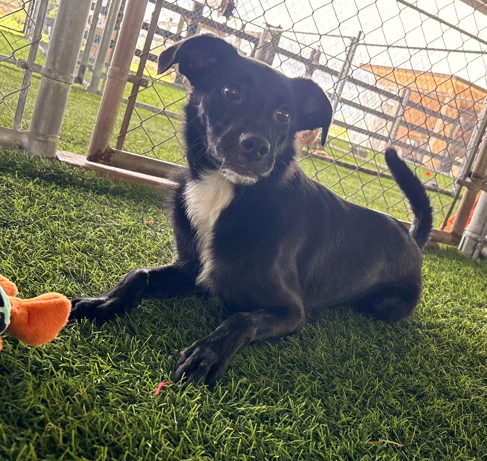 Manuelito, a ADOPTABLE Mixed Breed in Morristown, NJ image 1/4