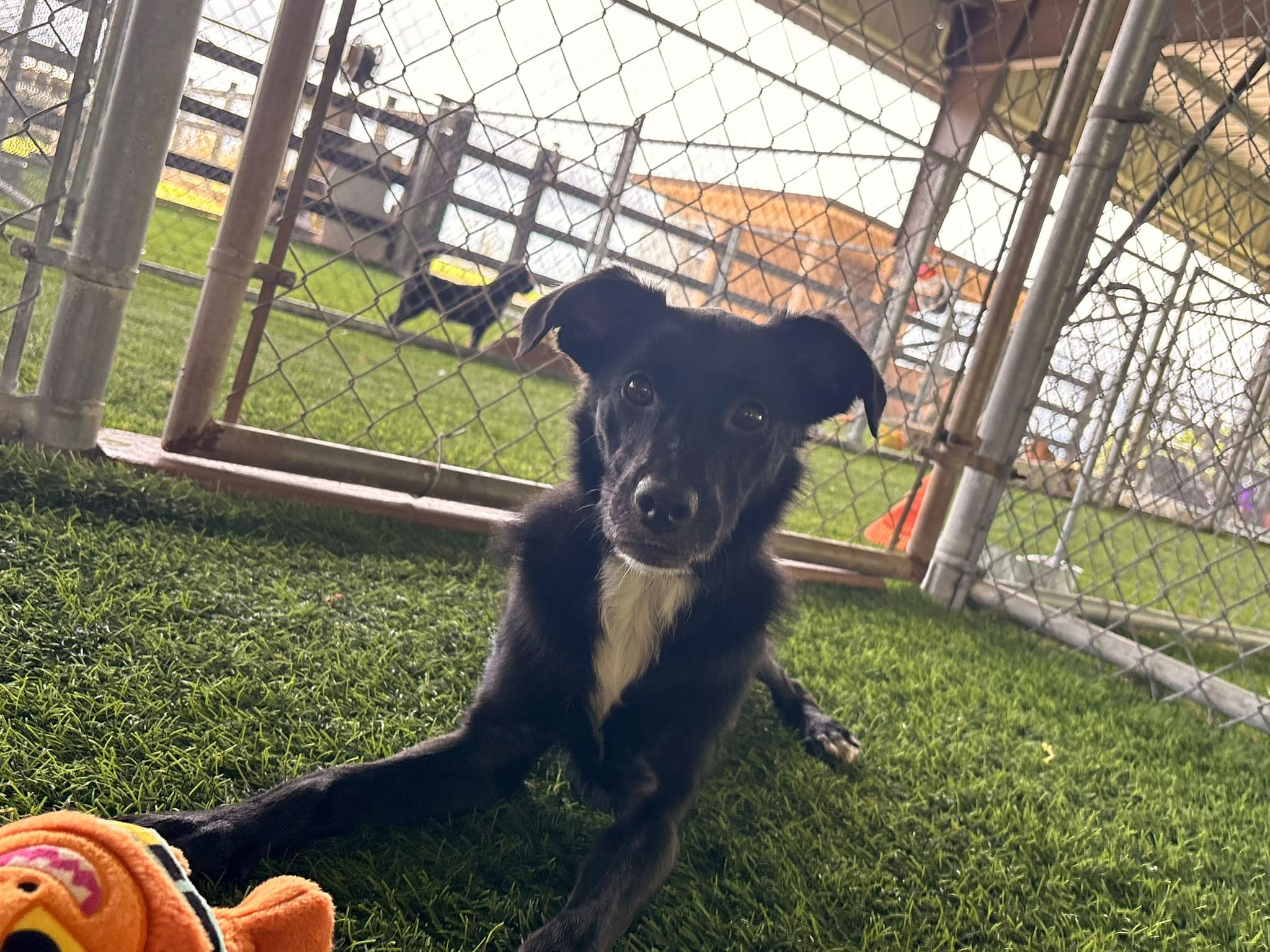 Manuelito, a ADOPTABLE Mixed Breed in Morristown, NJ image 2/4