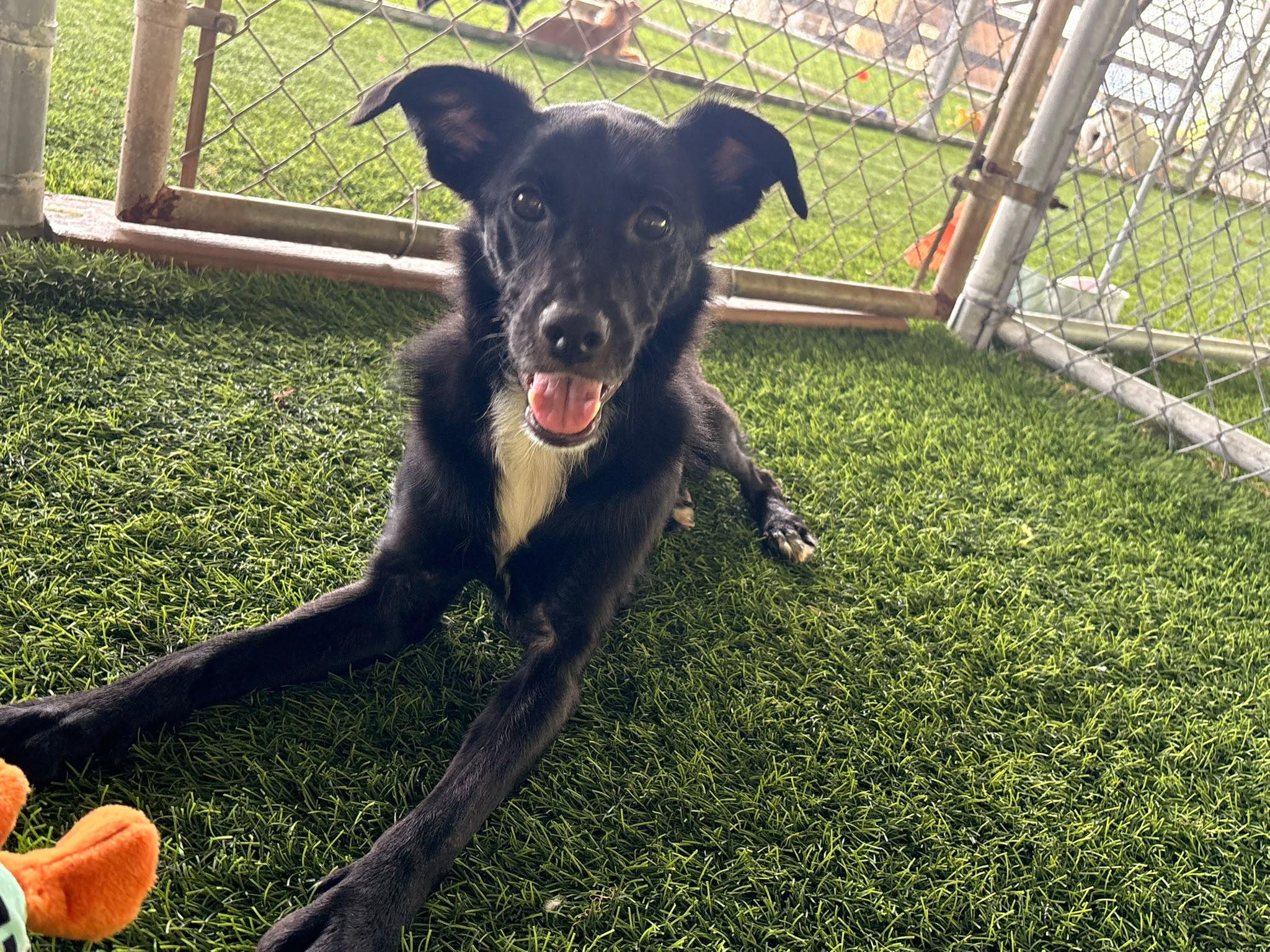 Manuelito, a ADOPTABLE Mixed Breed in Morristown, NJ image 4/4