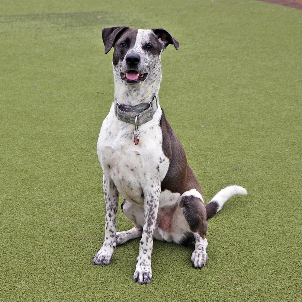 Enlarge Rocky, a Adoptable Mixed Breed in Port Washington, NY image 1/4