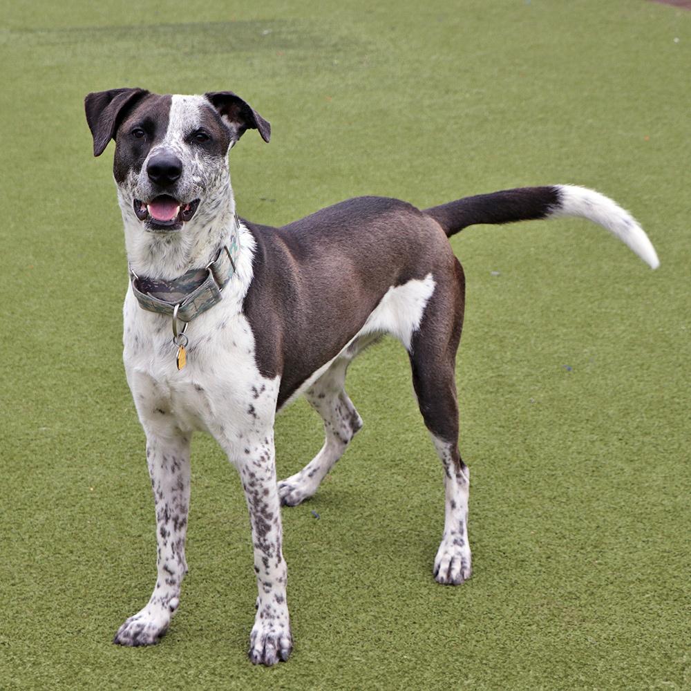 Enlarge Rocky, a Adoptable Mixed Breed in Port Washington, NY image 2/4