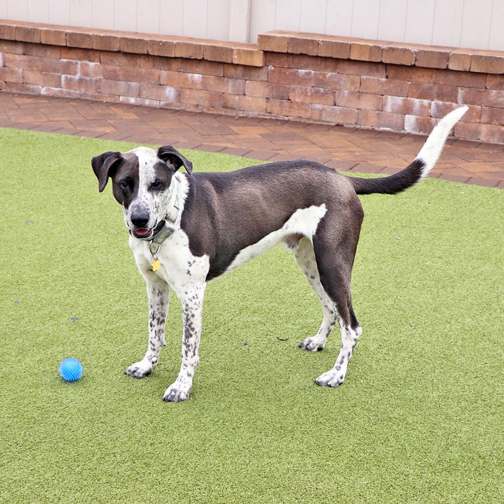 Enlarge Rocky, a Adoptable Mixed Breed in Port Washington, NY image 3/4