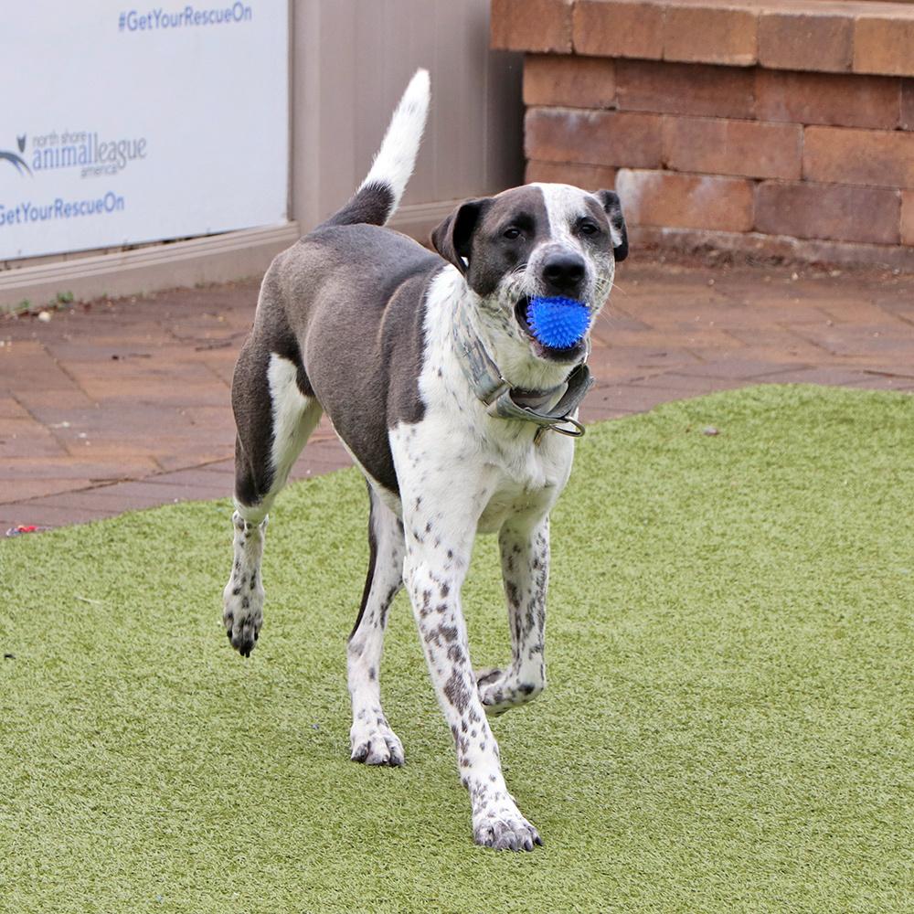Enlarge Rocky, a Adoptable Mixed Breed in Port Washington, NY image 4/4