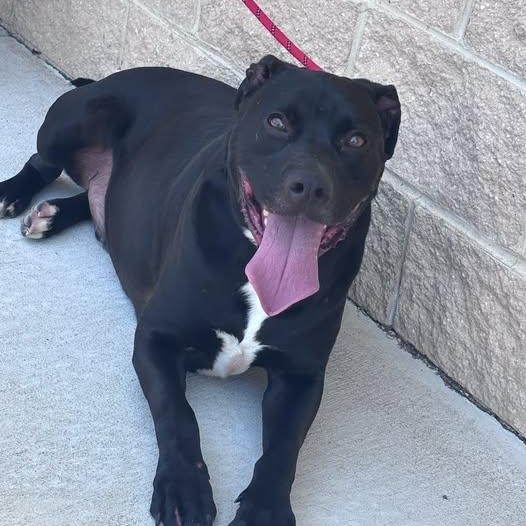 Enlarge 26-00729 BRONCO, a ADOPTABLE mixed breed in Fredericksburg, VA image 1/2