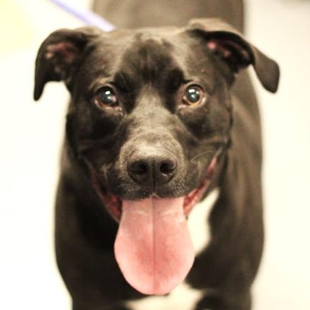 Enlarge 26-00729, a ADOPTABLE mixed breed in Fredericksburg, VA image 1/1