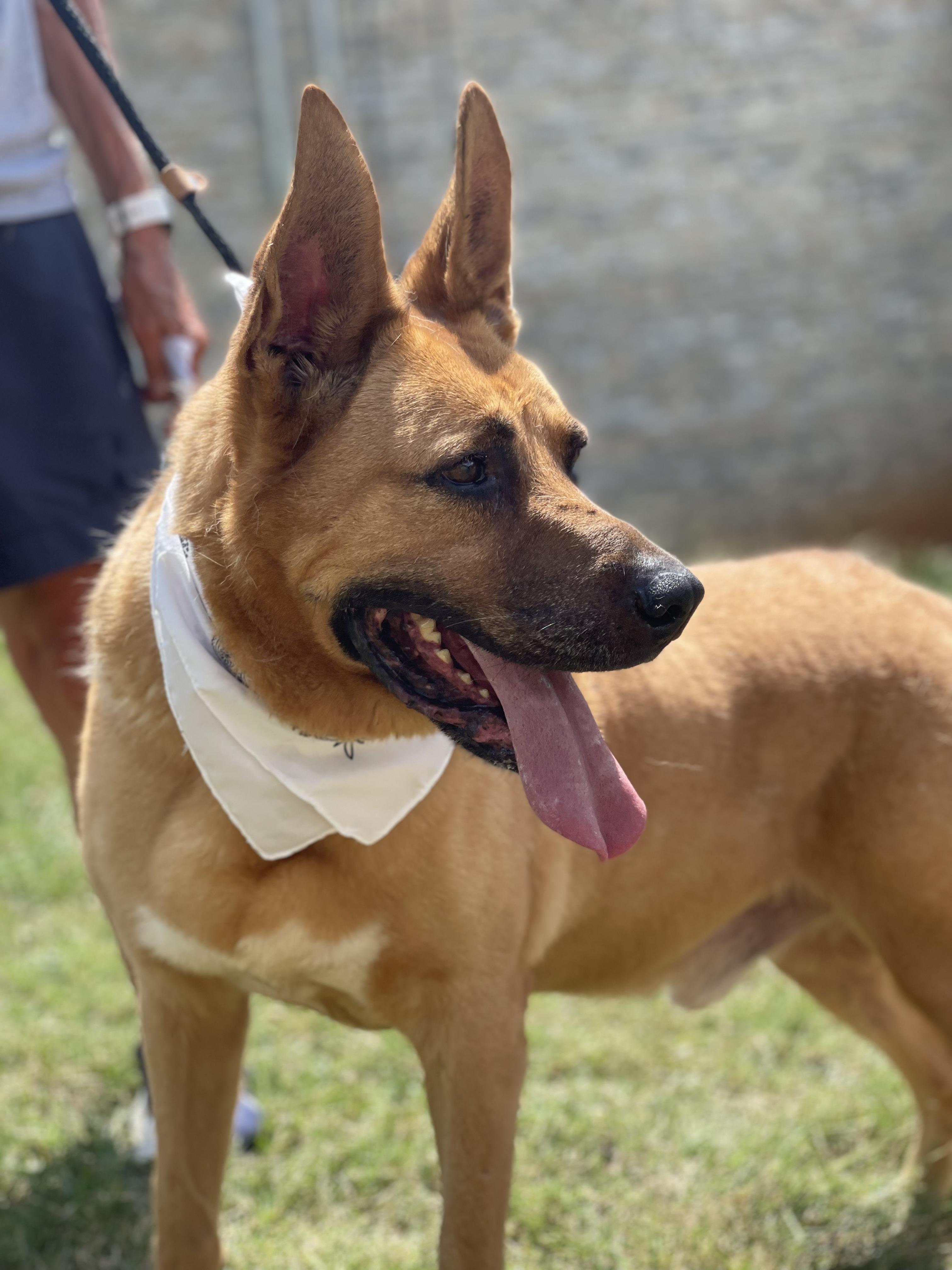 Papa is a five year old German Shepherd mix who was to be euthanized due to overcrowding at a shelte