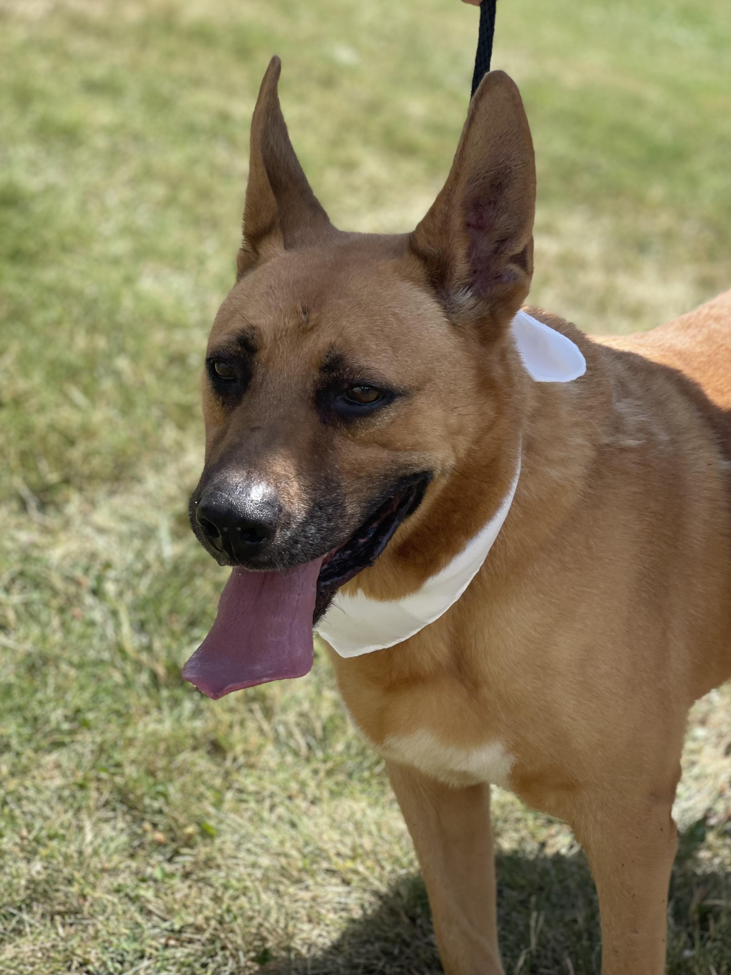 Papa is a five year old German Shepherd mix who was to be euthanized due to overcrowding at a shelte