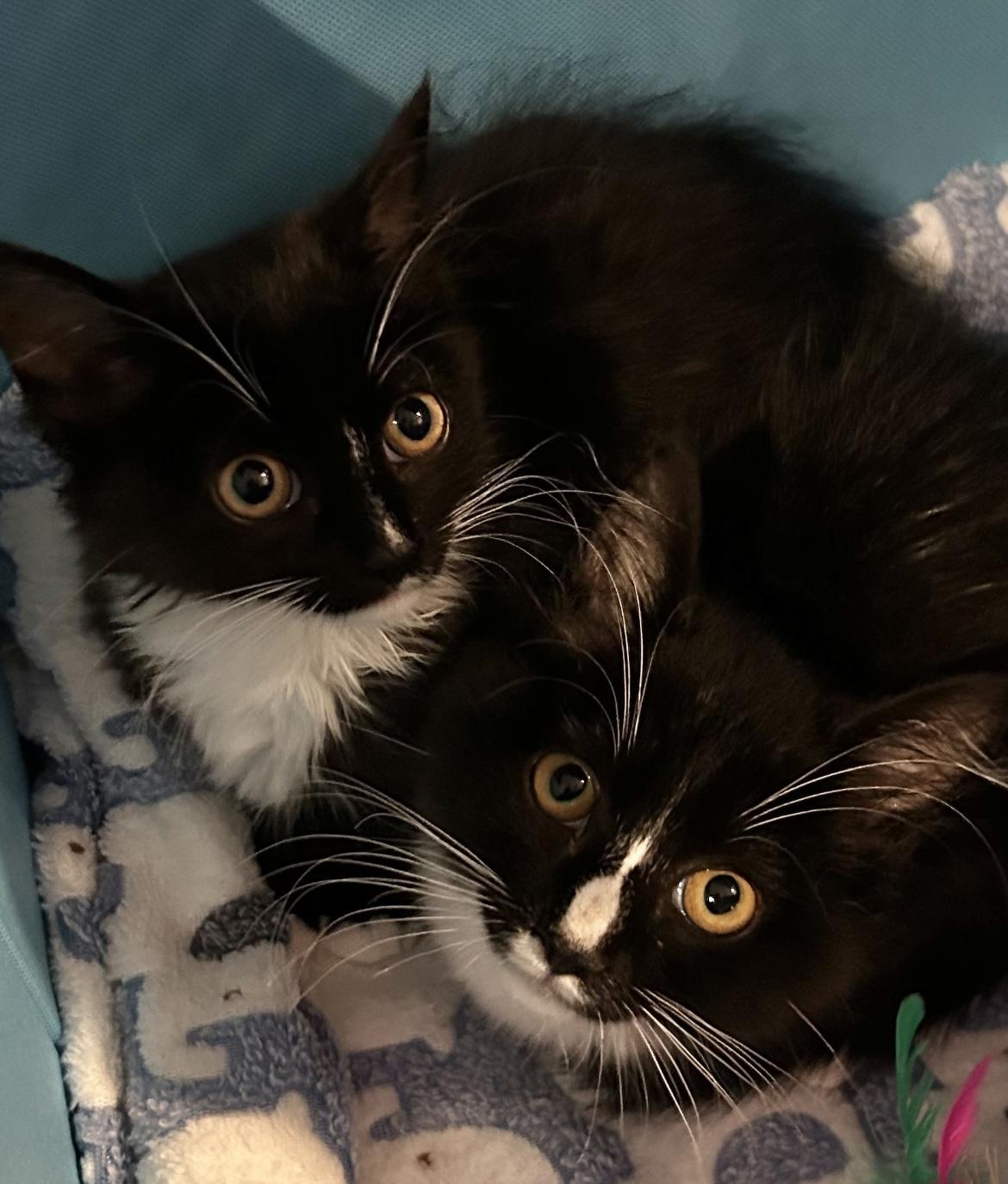 Enlarge Capri & Domino, a Adoptable Domestic Medium Hair in Allentown, NJ image 3/3