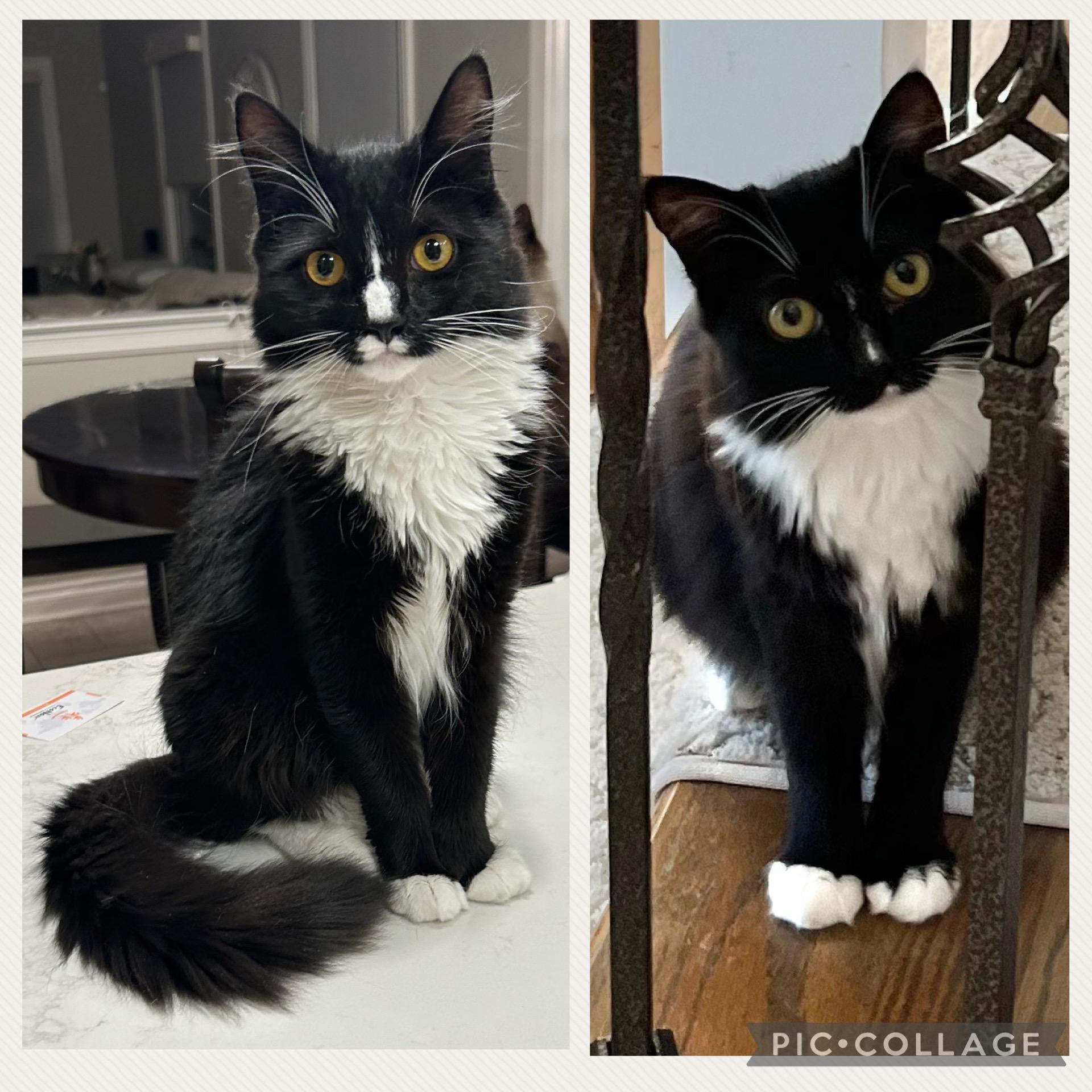 Enlarge Capri & Domino, a Adoptable Domestic Medium Hair in Allentown, NJ image 2/3