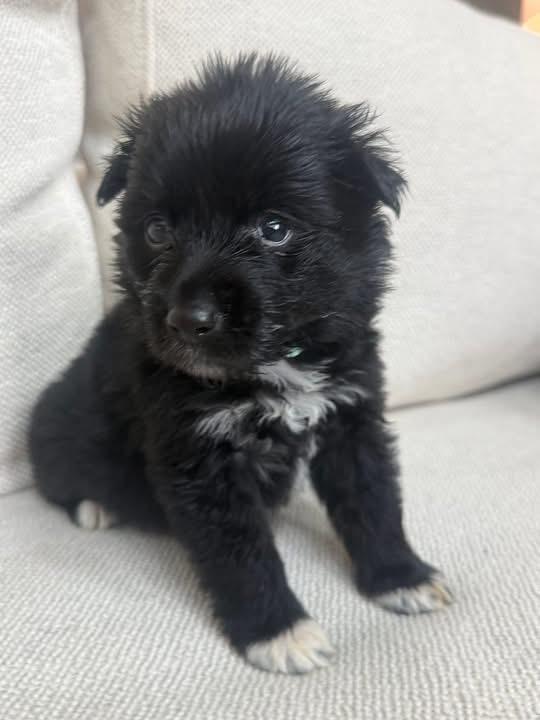 Breezy, adopted, Puppy Female Australian Shepherd.