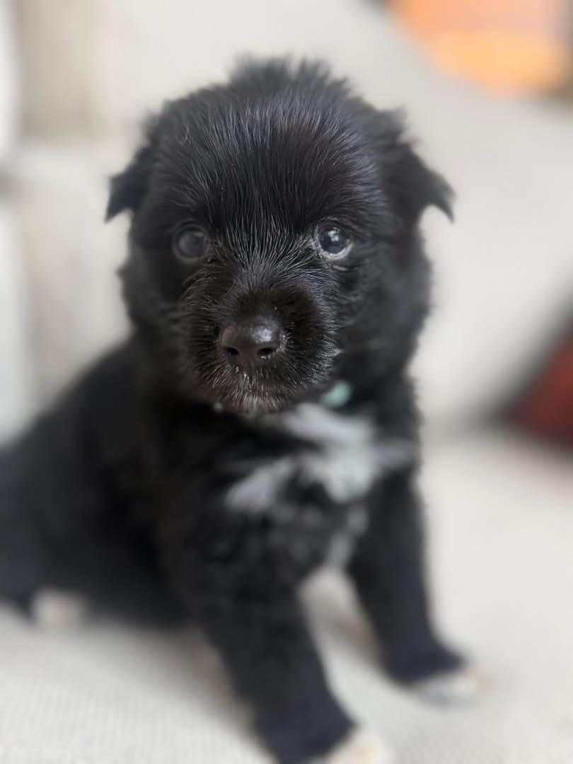 Breezy, an adopted mixed breed in Mount Juliet, TN image 3/4
