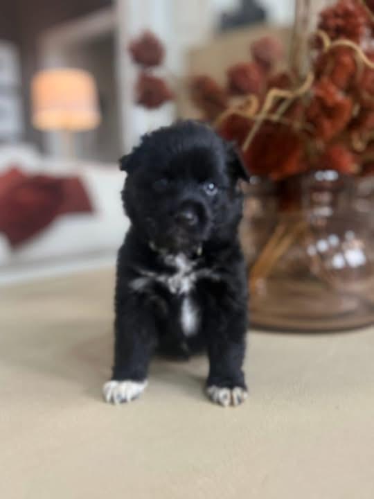 Breezy, an adopted mixed breed in Mount Juliet, TN image 4/4