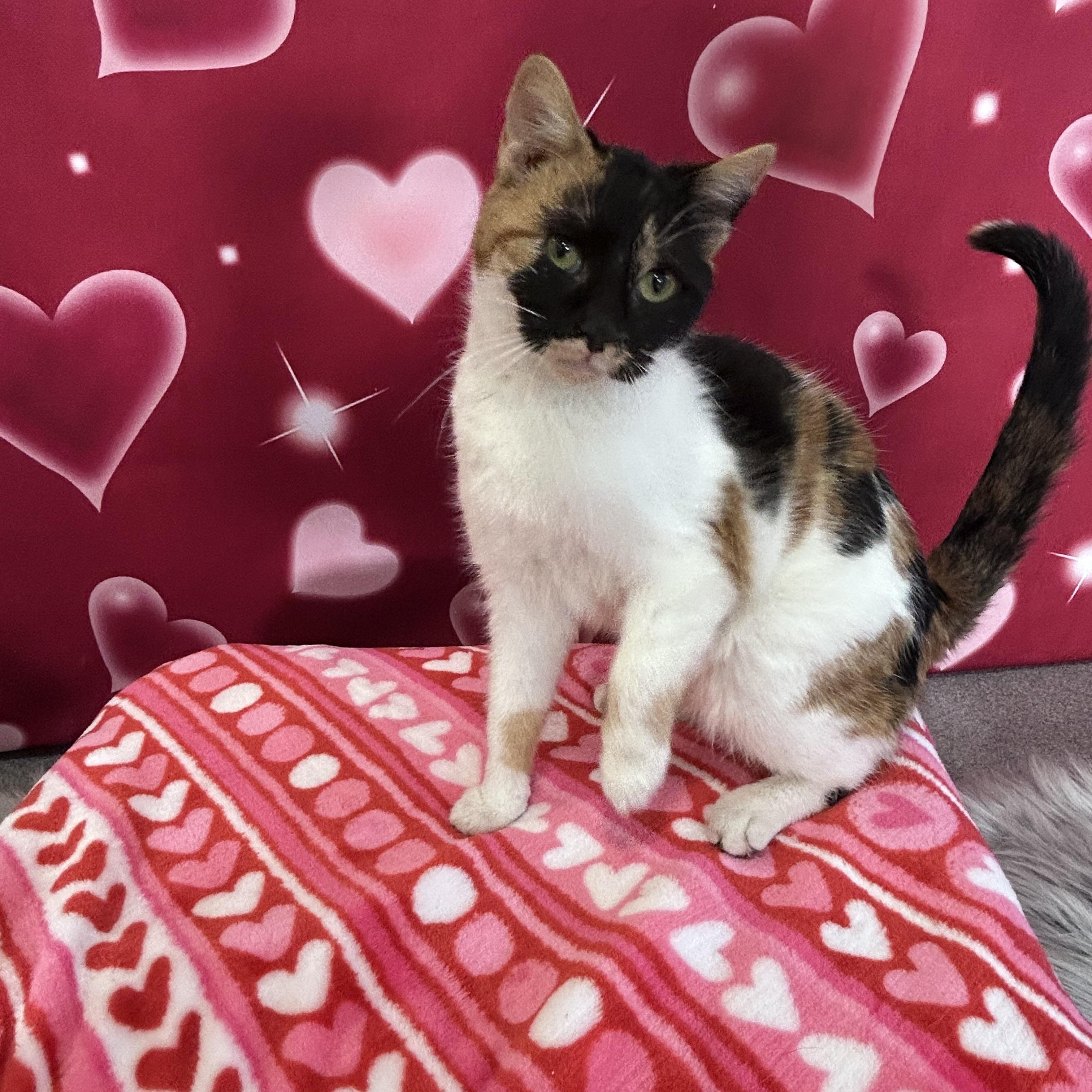 Enlarge  Macchiato, a ADOPTABLE Domestic Short Hair in Chisholm, MN image 1/1