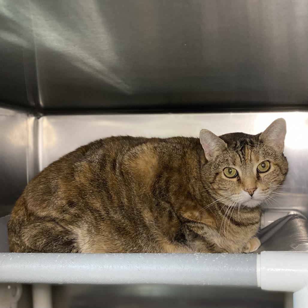 Ling — thumbnail 2