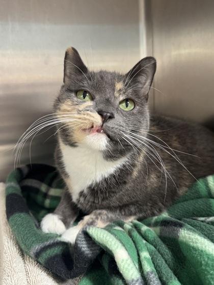 Enlarge Clawdette, a Adoptable mixed breed in Tinley Park, IL image 1/2