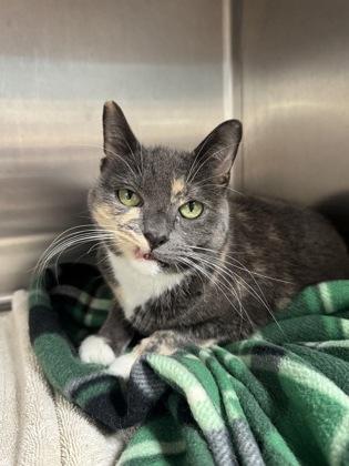 Enlarge Clawdette, a Adoptable mixed breed in Tinley Park, IL image 2/2