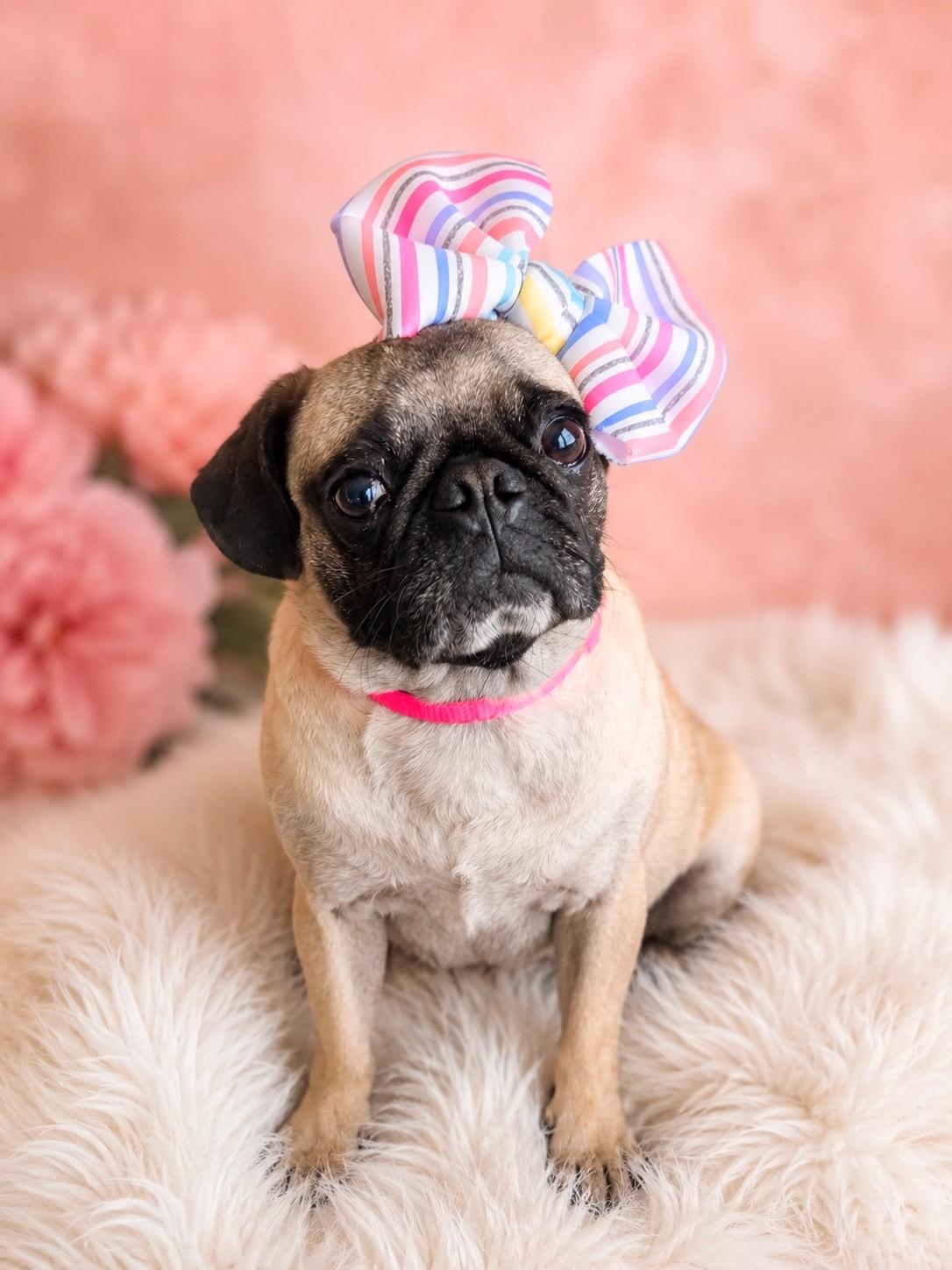 Enlarge Pugatha all Along, a ADOPTABLE mixed breed in Murrieta, CA image 1/6