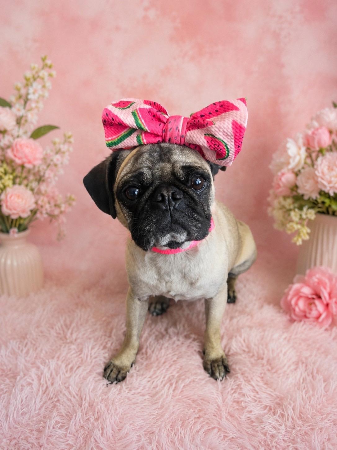 Enlarge Pugatha all Along, a ADOPTABLE mixed breed in Murrieta, CA image 5/6