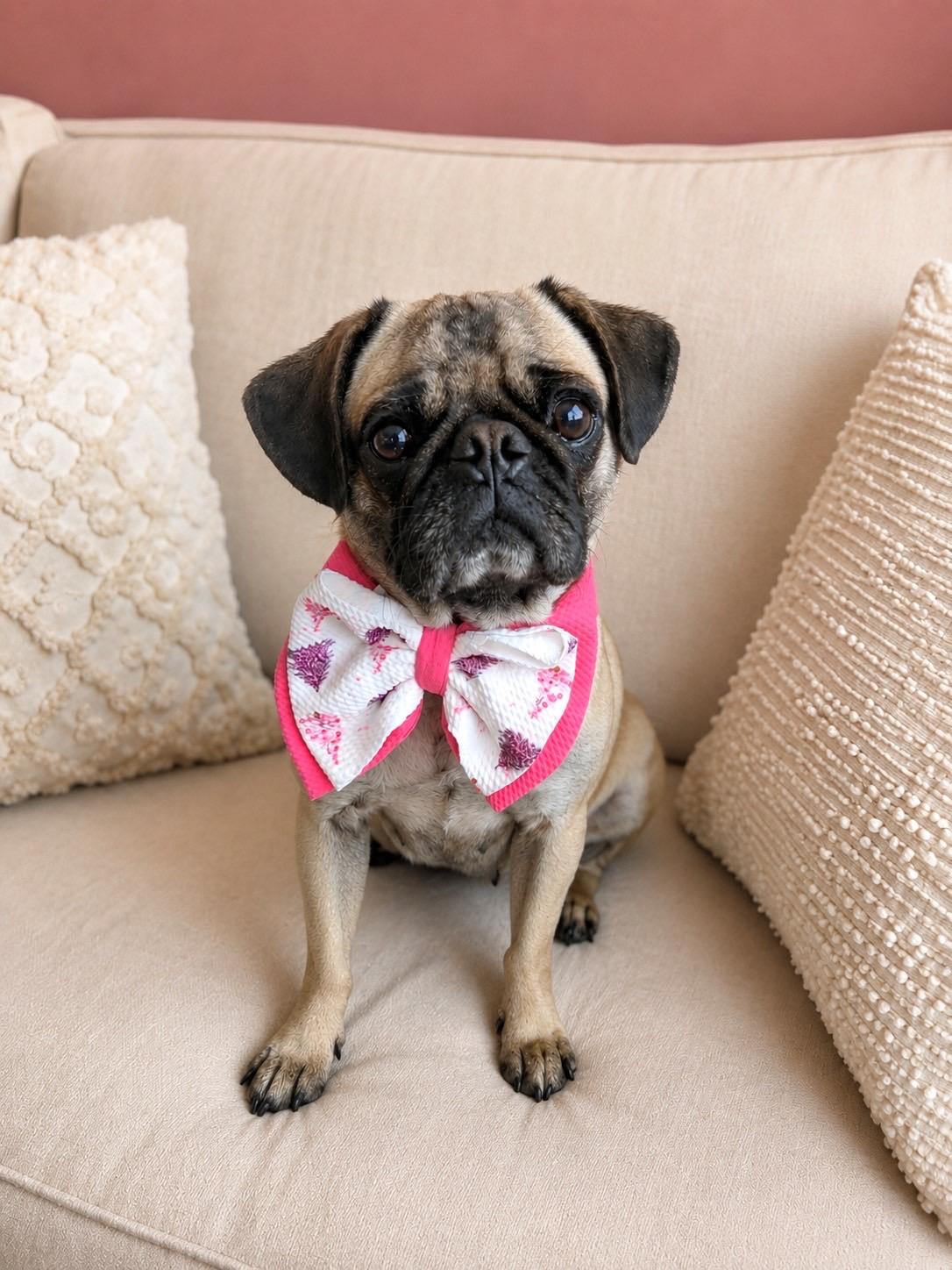 Enlarge Pugatha all Along, a ADOPTABLE mixed breed in Murrieta, CA image 3/6