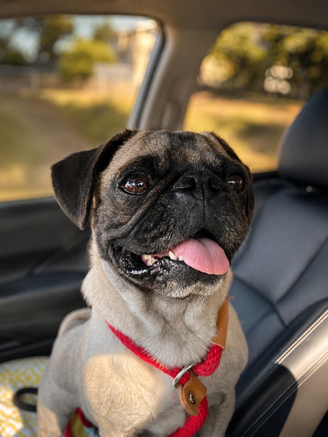 Enlarge Pugatha all Along, a ADOPTABLE mixed breed in Murrieta, CA image 2/6
