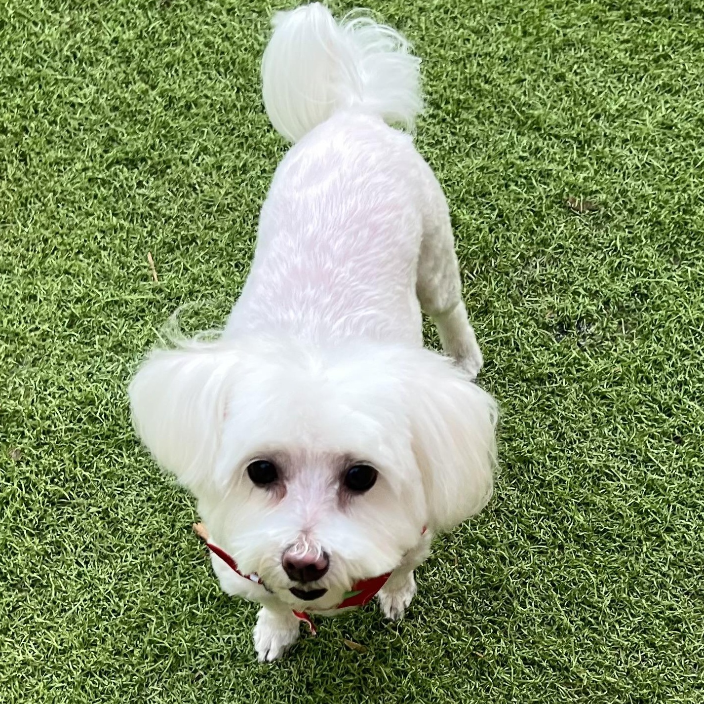 Enlarge Bella, a Adopted Maltese in Fort Myers, FL image 1/1