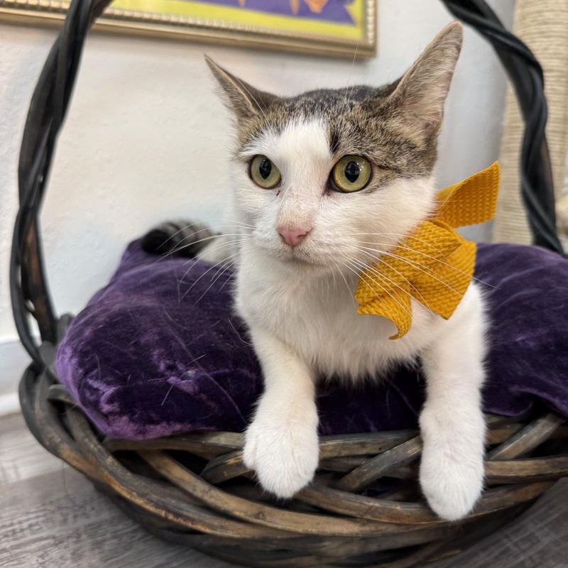 Strawberry Cookie — thumbnail 3