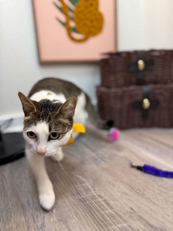 Strawberry Cookie — thumbnail 4