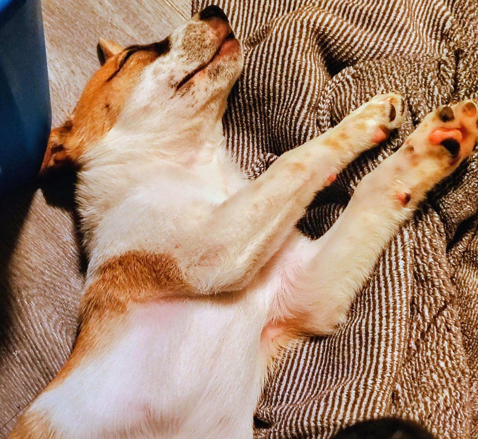 Enlarge Levi, a Adoptable mixed breed in Marine City, MI image 1/3