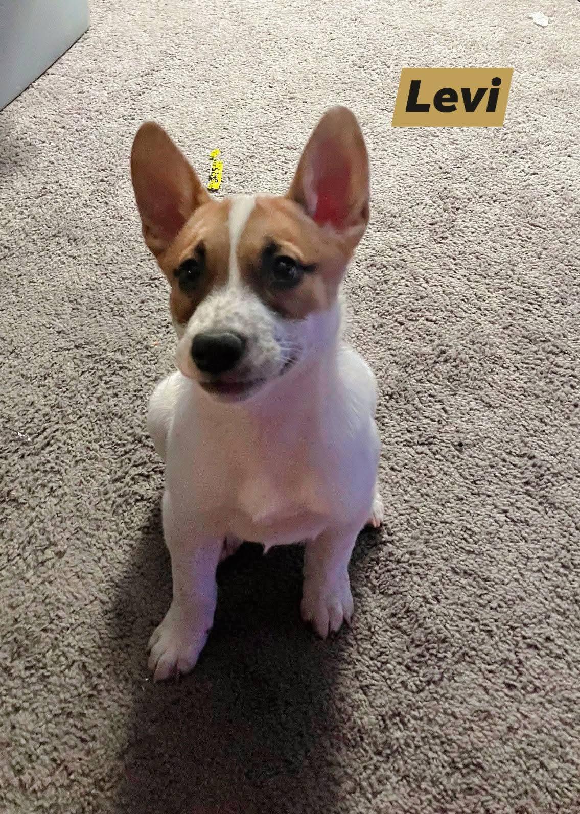 Enlarge Levi, a Adoptable mixed breed in Marine City, MI image 2/3