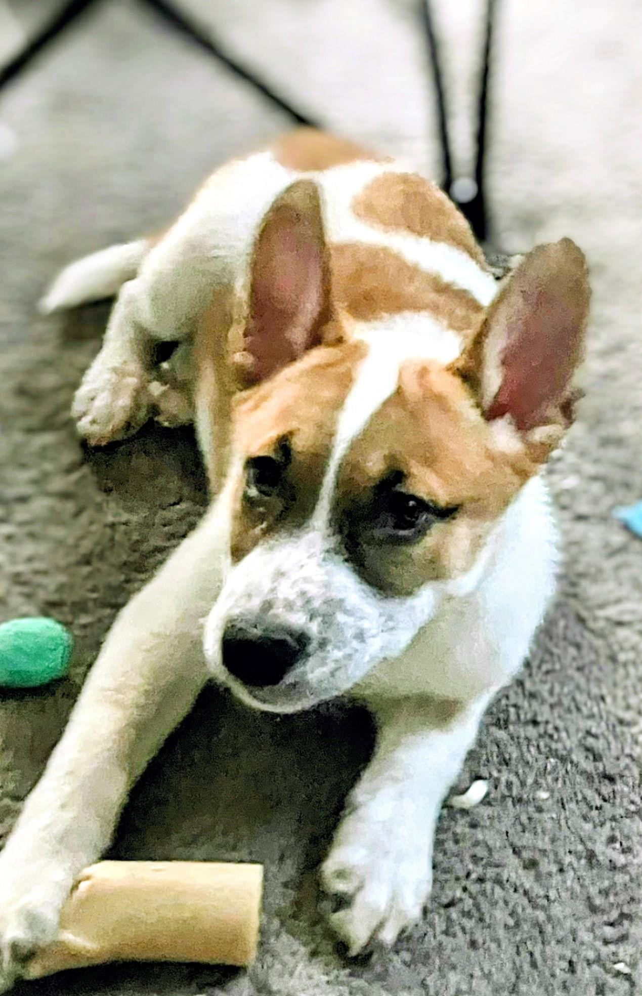 Enlarge Levi, a Adoptable mixed breed in Marine City, MI image 3/3