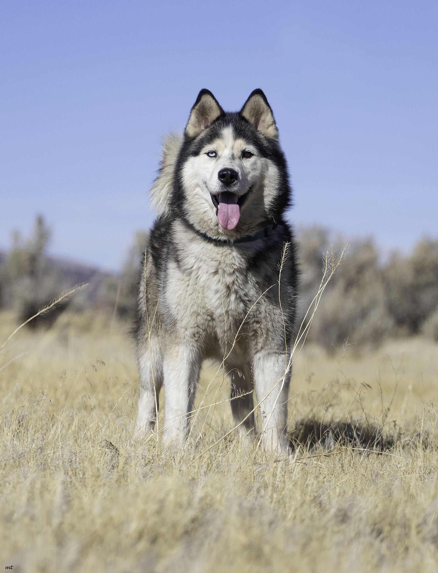 Emilio, a Adoptable Husky in Washoe Valley, NV image 1/6
