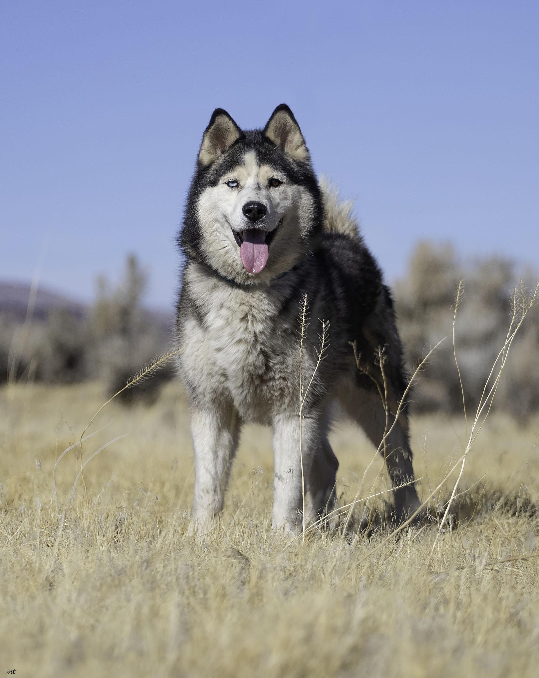 Emilio, a Adoptable Husky in Washoe Valley, NV image 2/6