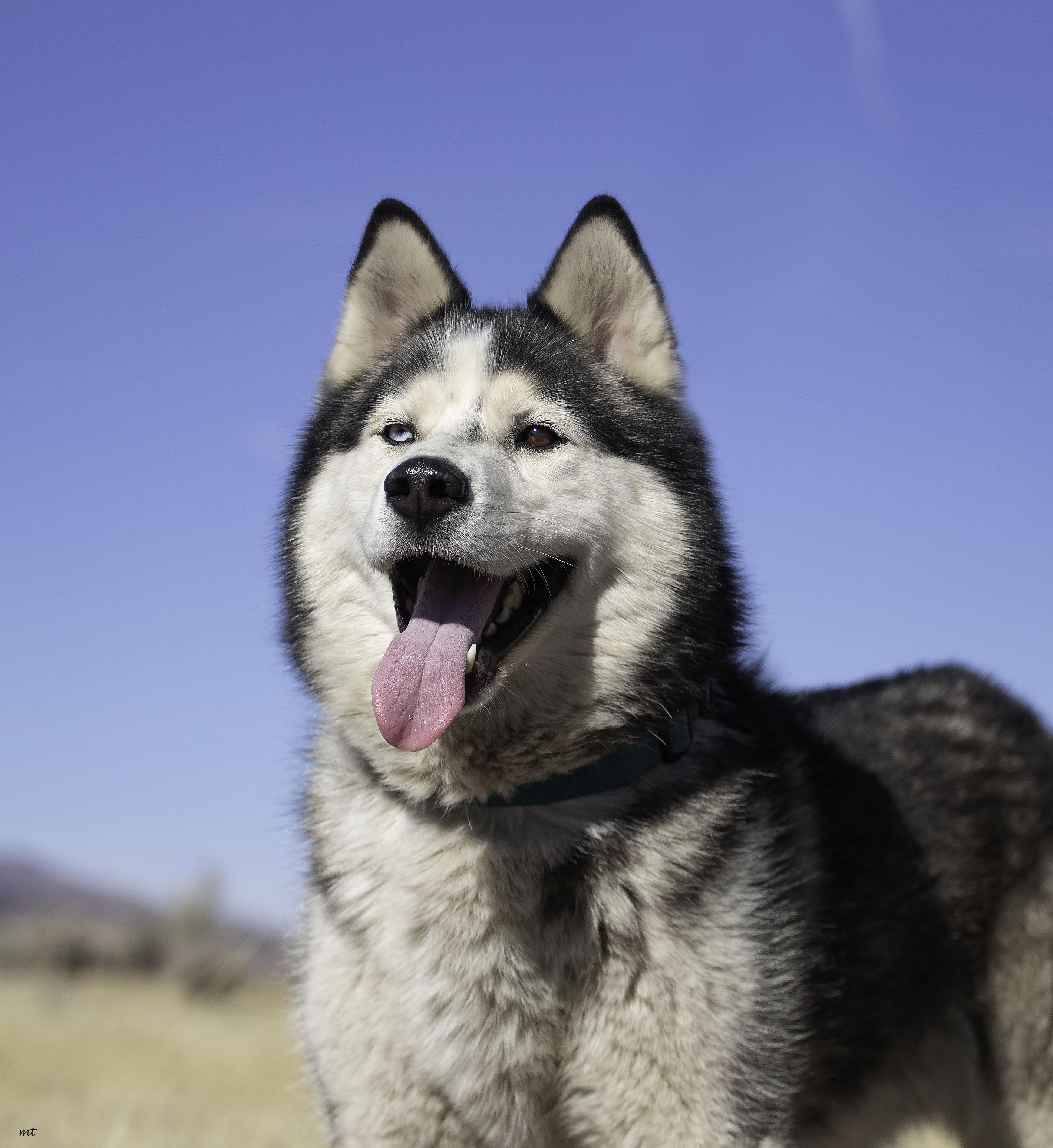 Emilio, a Adoptable Husky in Washoe Valley, NV image 3/6
