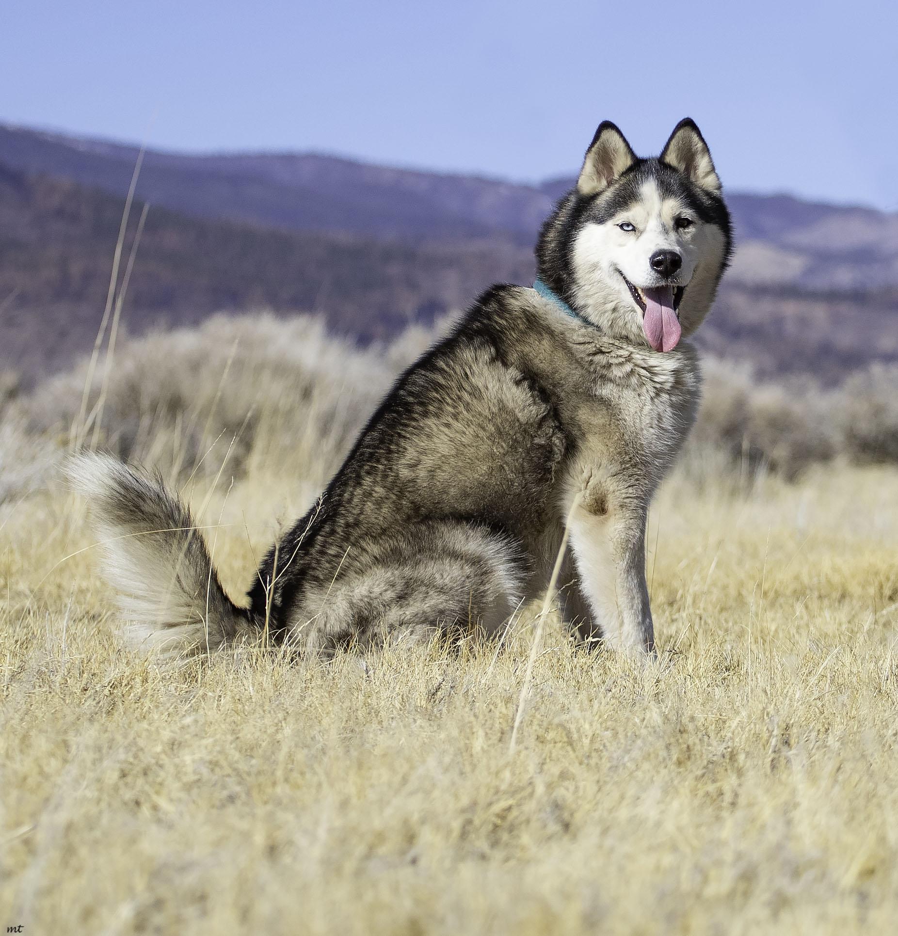 Emilio, a Adoptable Husky in Washoe Valley, NV image 4/6