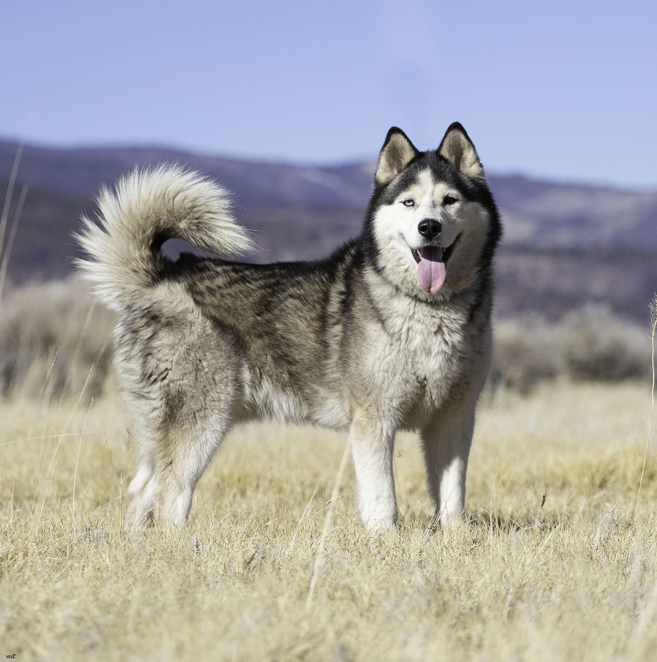 Emilio, a Adoptable Husky in Washoe Valley, NV image 5/6