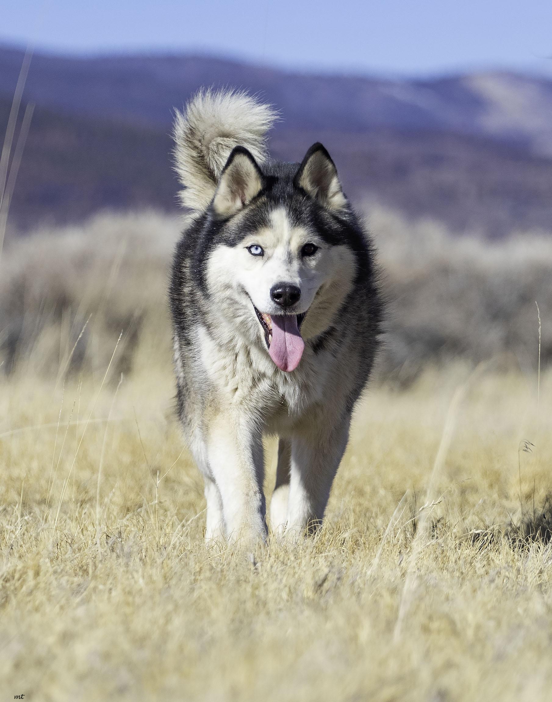 Emilio, a Adoptable Husky in Washoe Valley, NV image 6/6