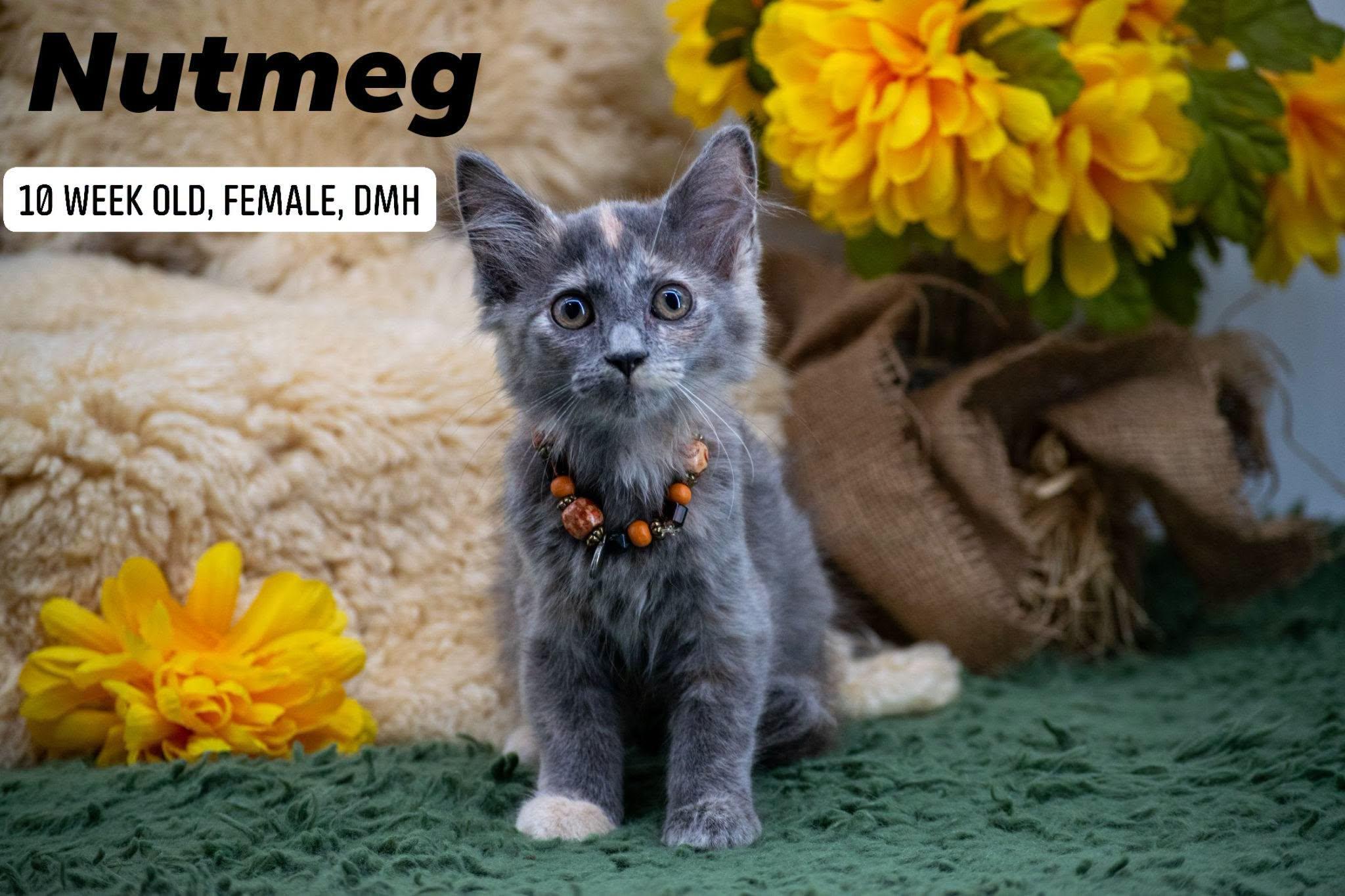 Nutmeg, adopted, Kitten Female Domestic Medium Hair.