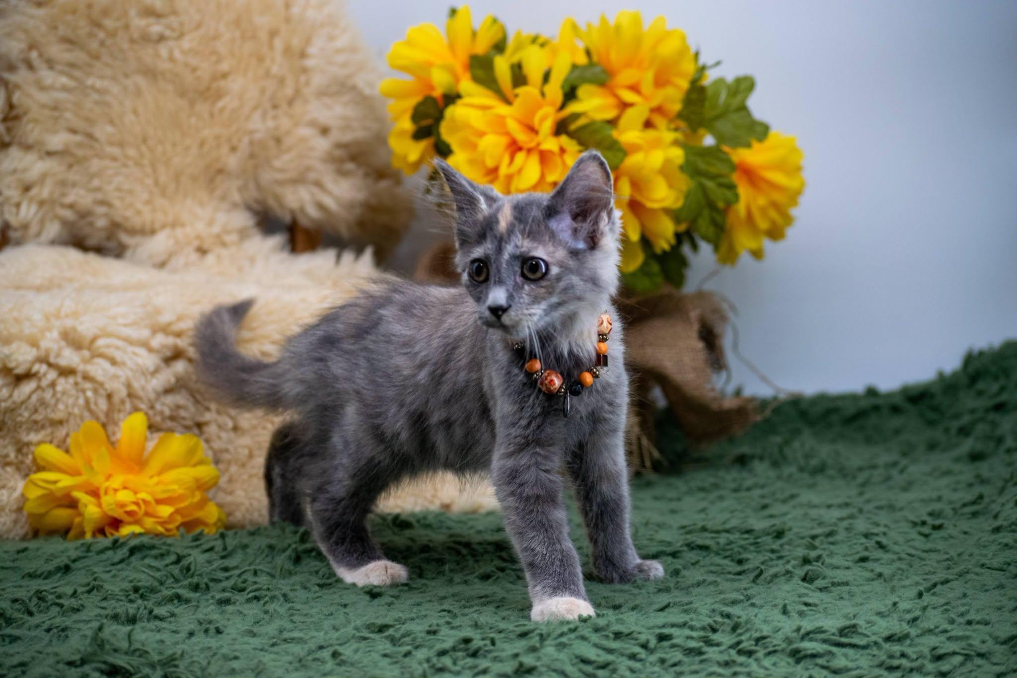 Nutmeg, an adopted Domestic Medium Hair in Sevierville, TN image 3/3