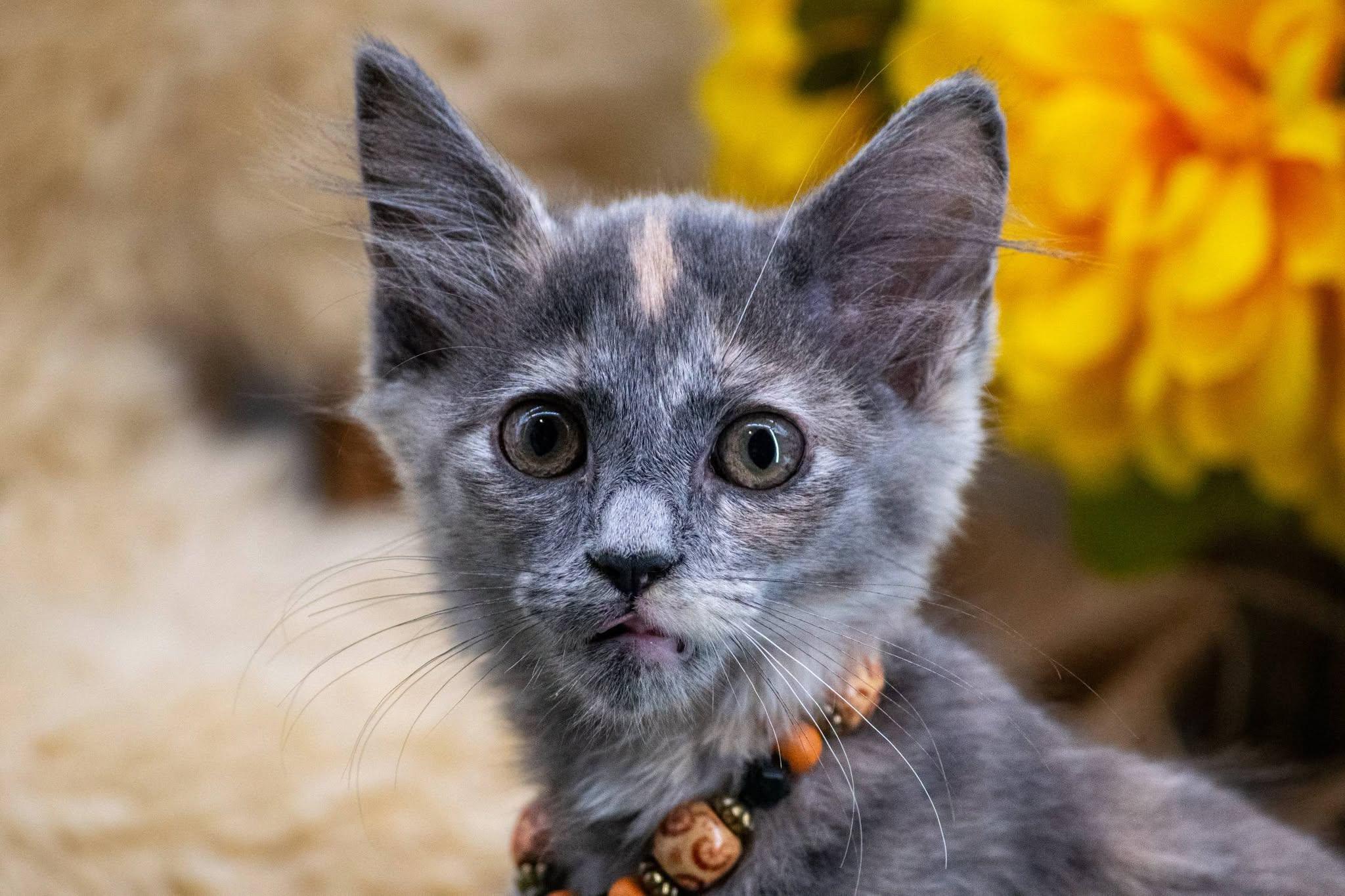 Nutmeg, an adopted Domestic Medium Hair in Sevierville, TN image 2/3