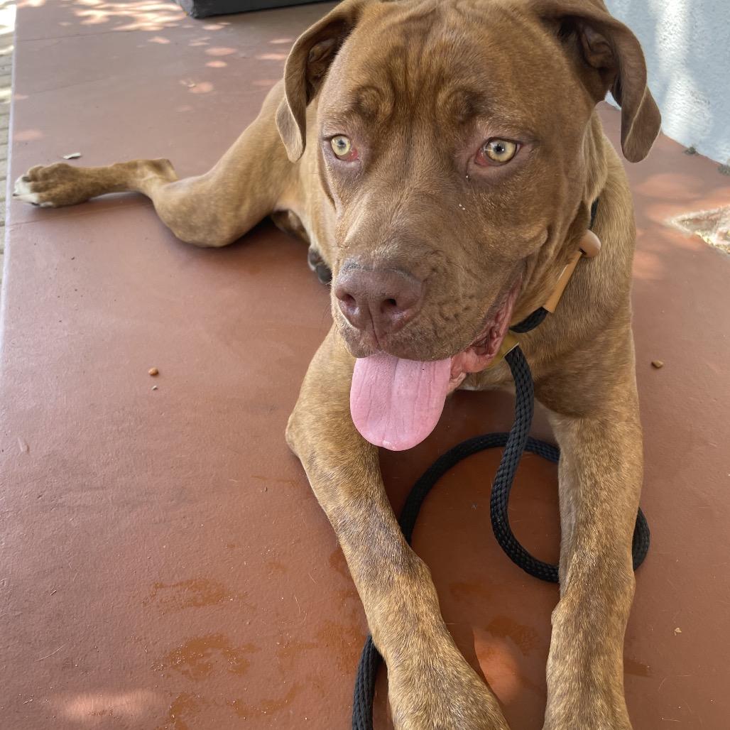 Cannoli, a Adoptable mixed breed in Pasadena, CA image 1/3