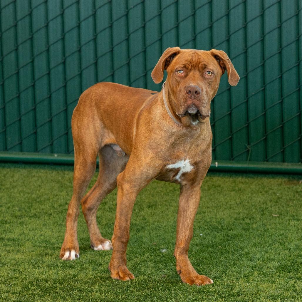 Cannoli, a Adoptable mixed breed in Pasadena, CA image 2/3