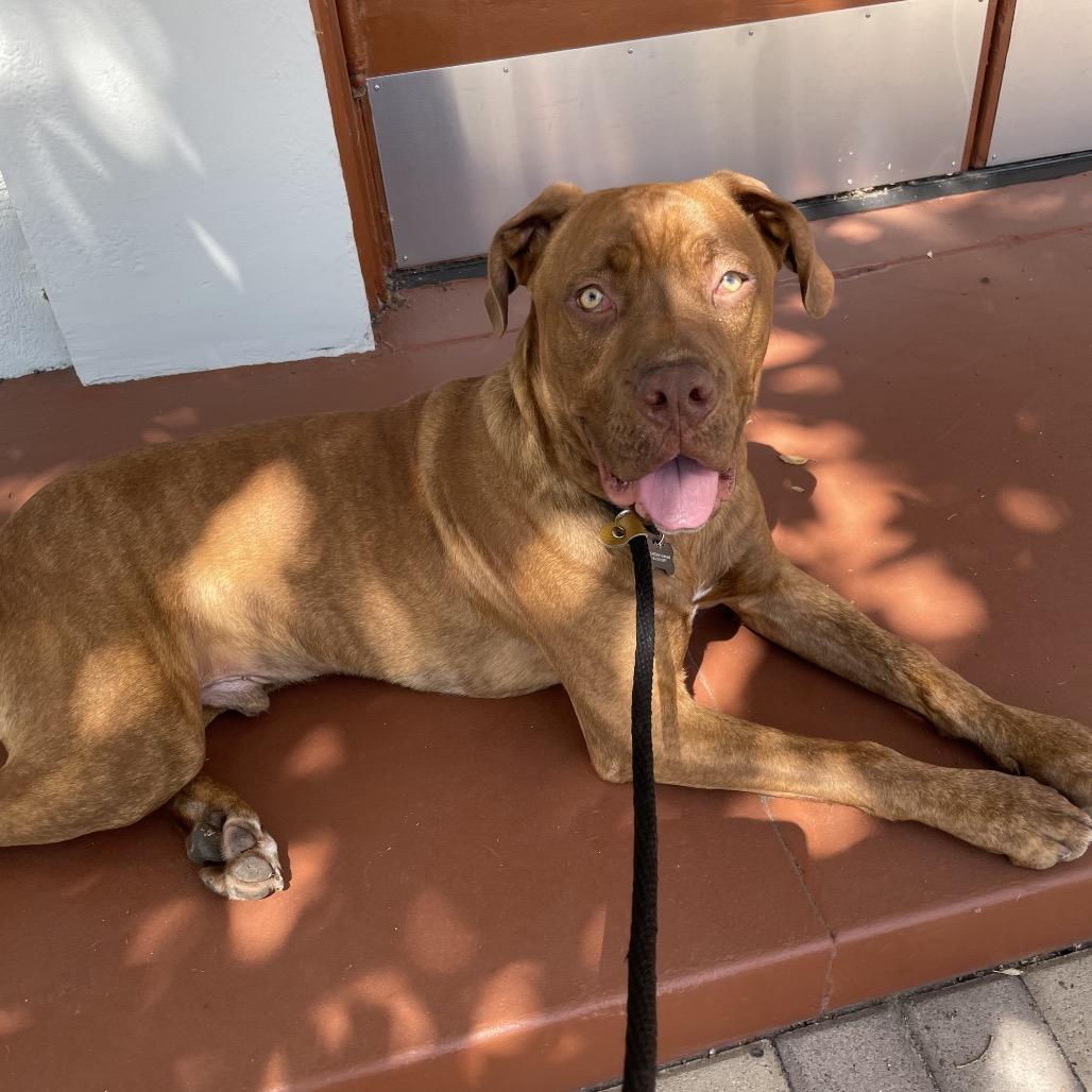 Cannoli, a Adoptable mixed breed in Pasadena, CA image 3/3