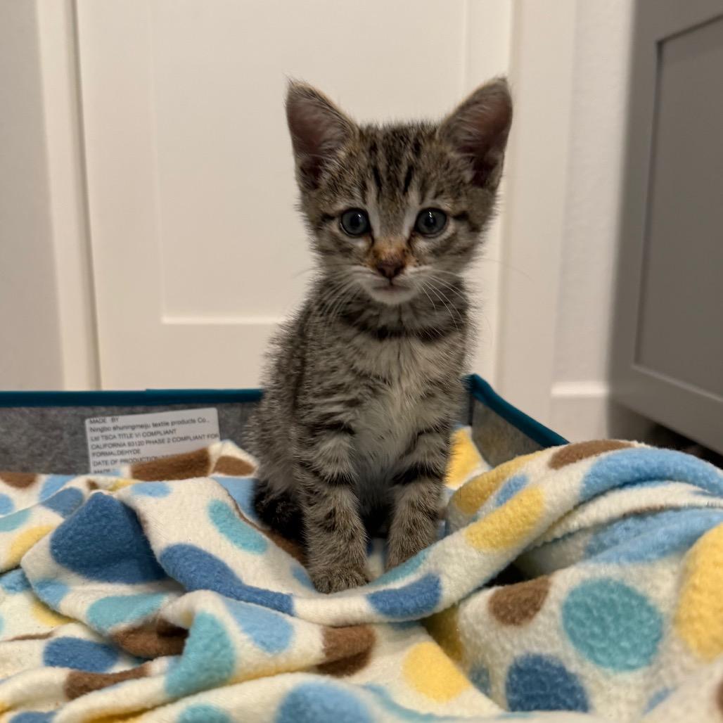 Enlarge Zip, a Adoptable Domestic Short Hair in Missouri City, TX image 2/3