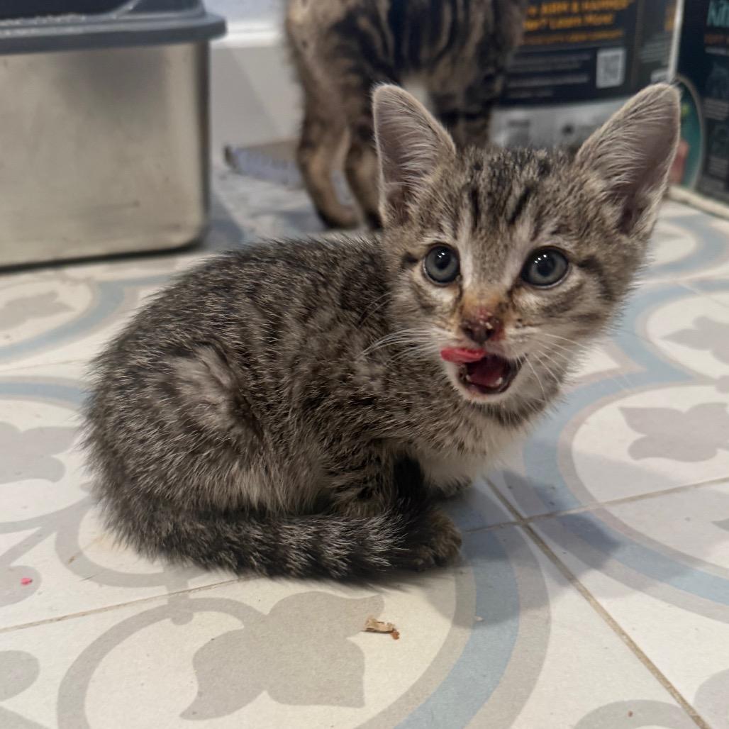 Enlarge Zip, a Adoptable Domestic Short Hair in Missouri City, TX image 3/3