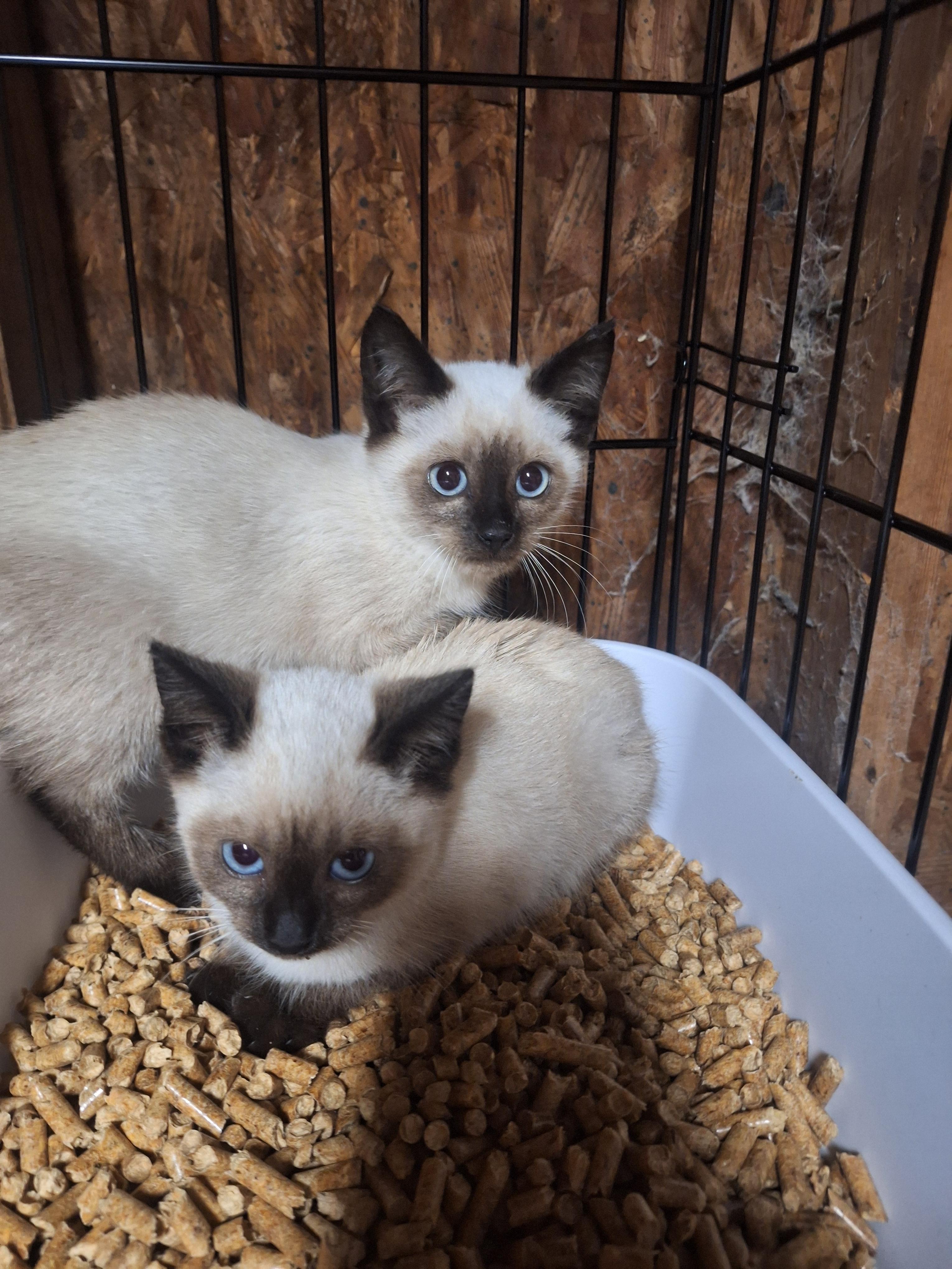 Si, Adopted, Kitten Male Siamese.