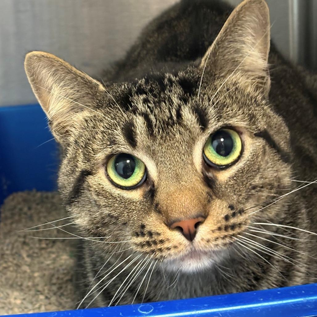 Enlarge Beau, a Adoptable Domestic Short Hair in East Hanover, NJ image 1/5